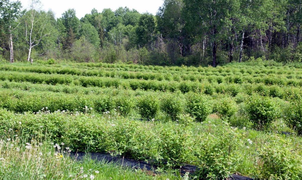 RELÈVE D’ENTREPRISE | DOMAINE L’ORÉE DES BOIS: QUAND L’AGRICULTURE PORTE FRUIT